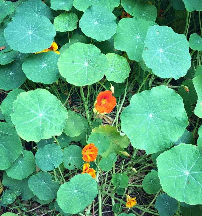 big nasturtium leaves