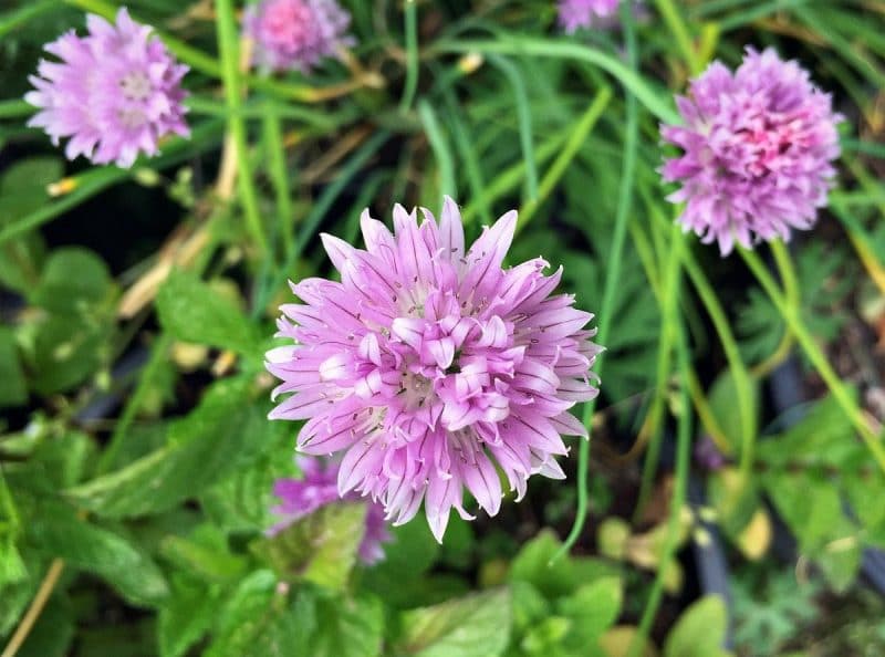 close up of a chive blossom