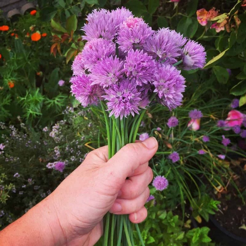 chive blossoms in hand