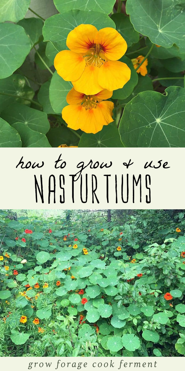 How to Grow and Use Nasturtiums