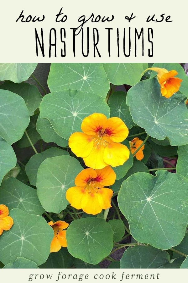 Nasturtium flowers growing in a garden.