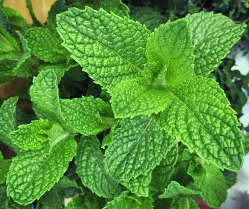 mint plant close up