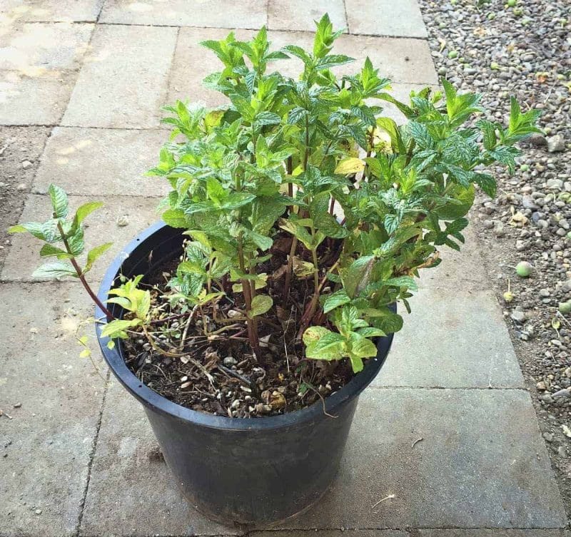 mint in pot