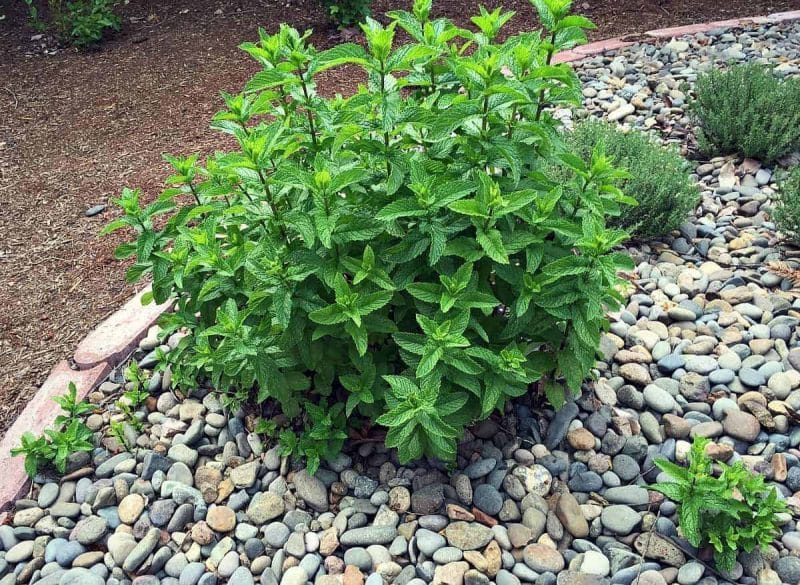 mint spreading in a rocky garden