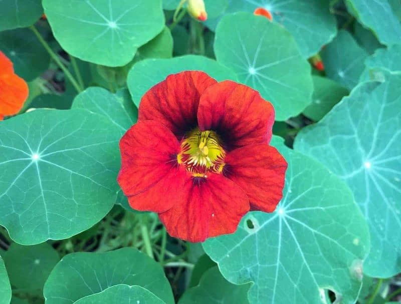 nasturtium flower red