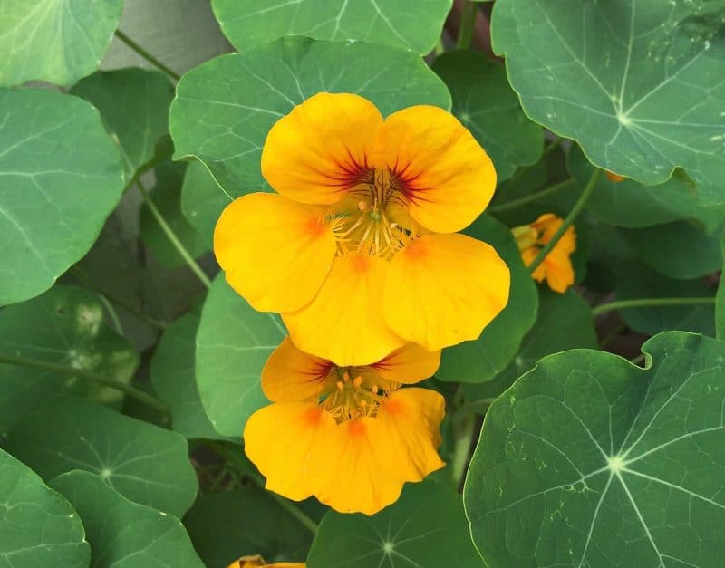 nasturtium flowers yellow