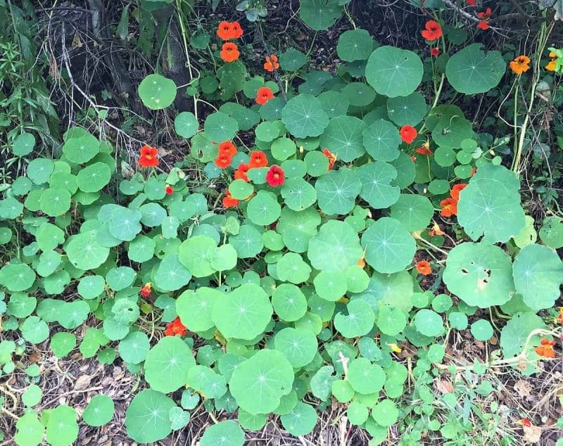 nasturtiums growing wild