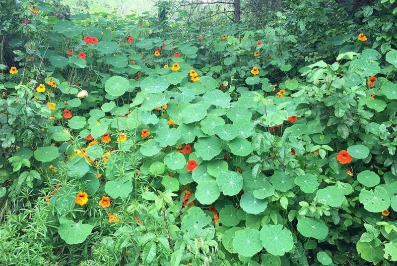 nasturtiums trailing