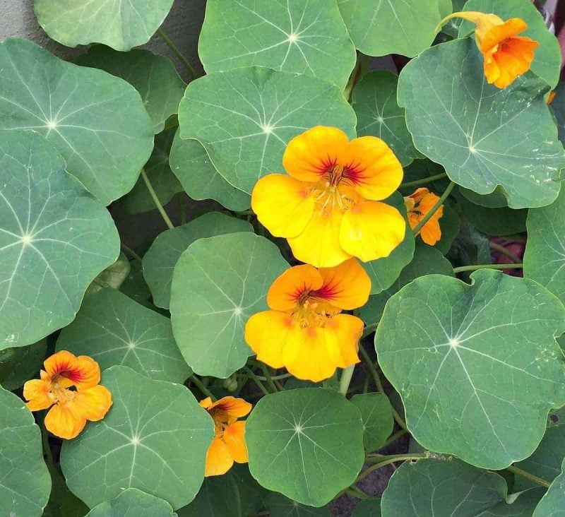 nasturtiums