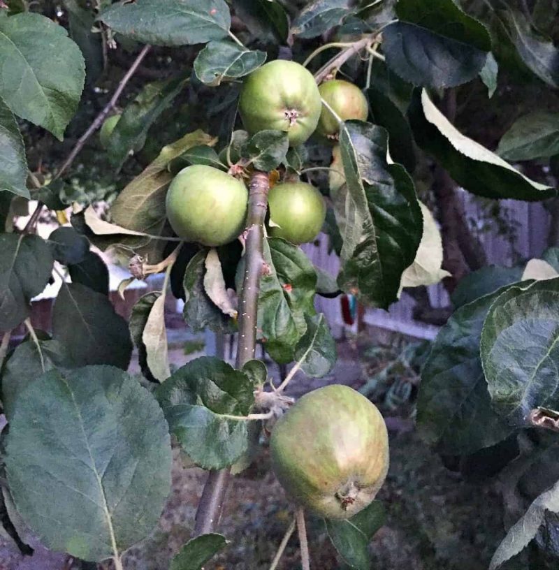 apples on tree