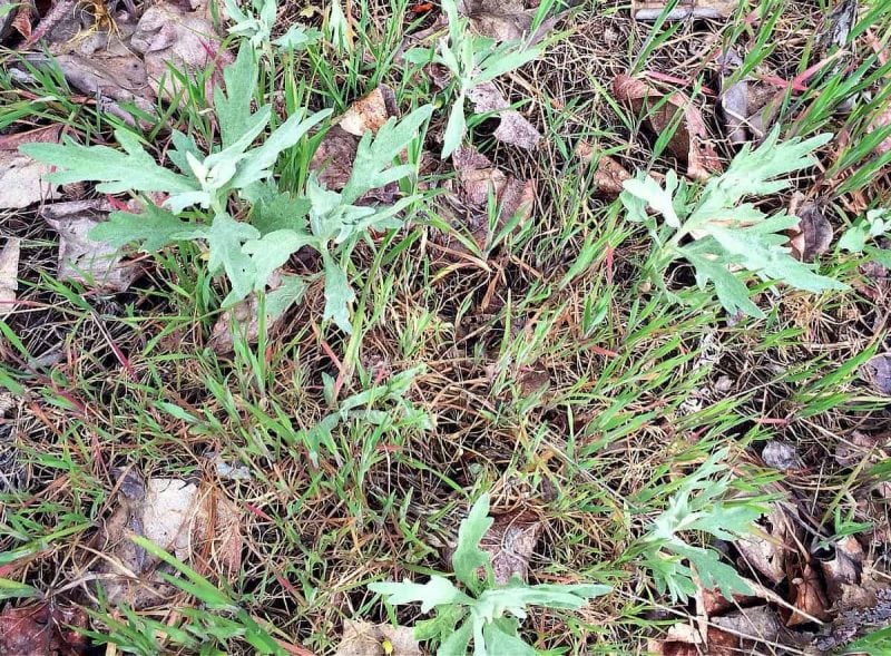 baby mugwort growing