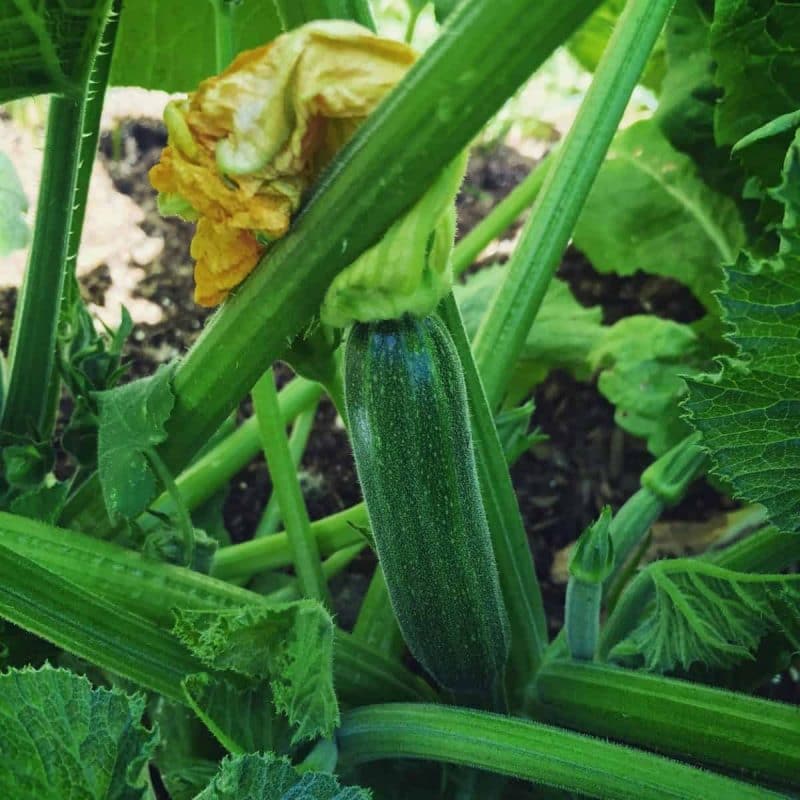 baby zucchini