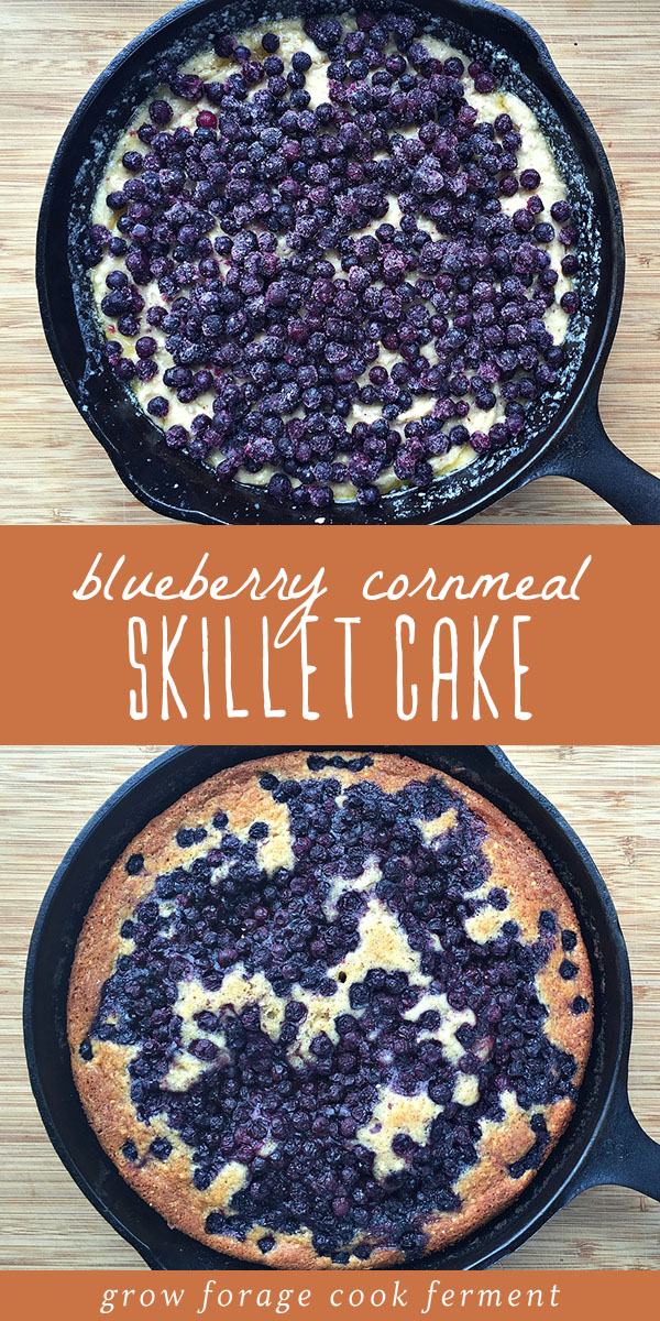 This blueberry cornmeal skillet cake is the perfect late summer dessert recipe! Made with home ground cornmeal, fresh blueberries, honey, yogurt, and other real, whole food ingredients, this cake is sweet, tangy, and so easy to make. It's a great cast iron skillet recipe with such a pretty presentation. #realfood #wholefoods #castironcooking #summer #dessert #blueberries #cake #cornmeal