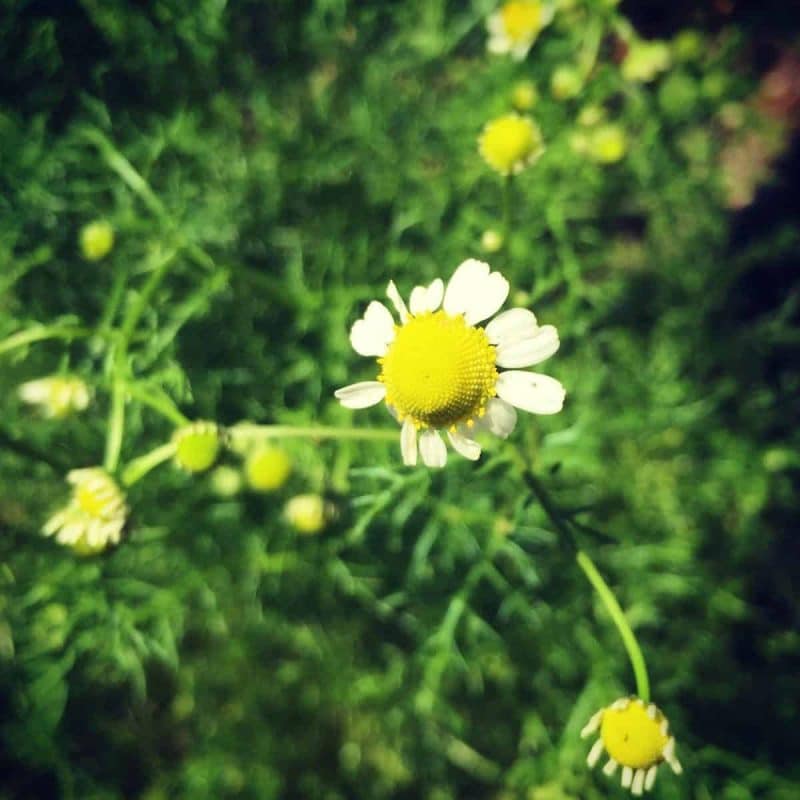 chamomile flower