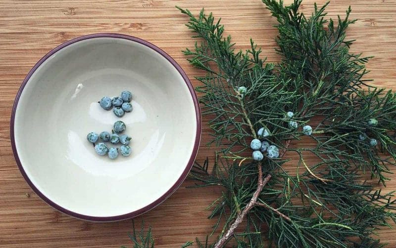 collecting juniper berries