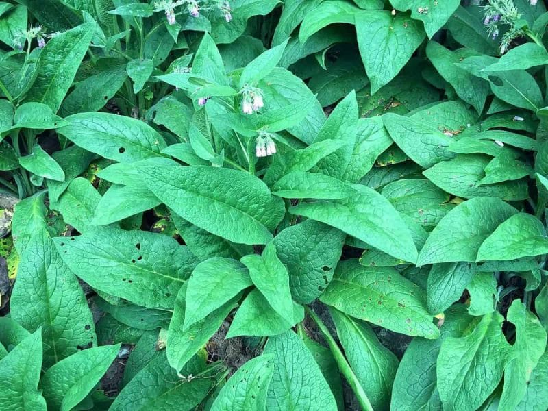 comfrey flowers