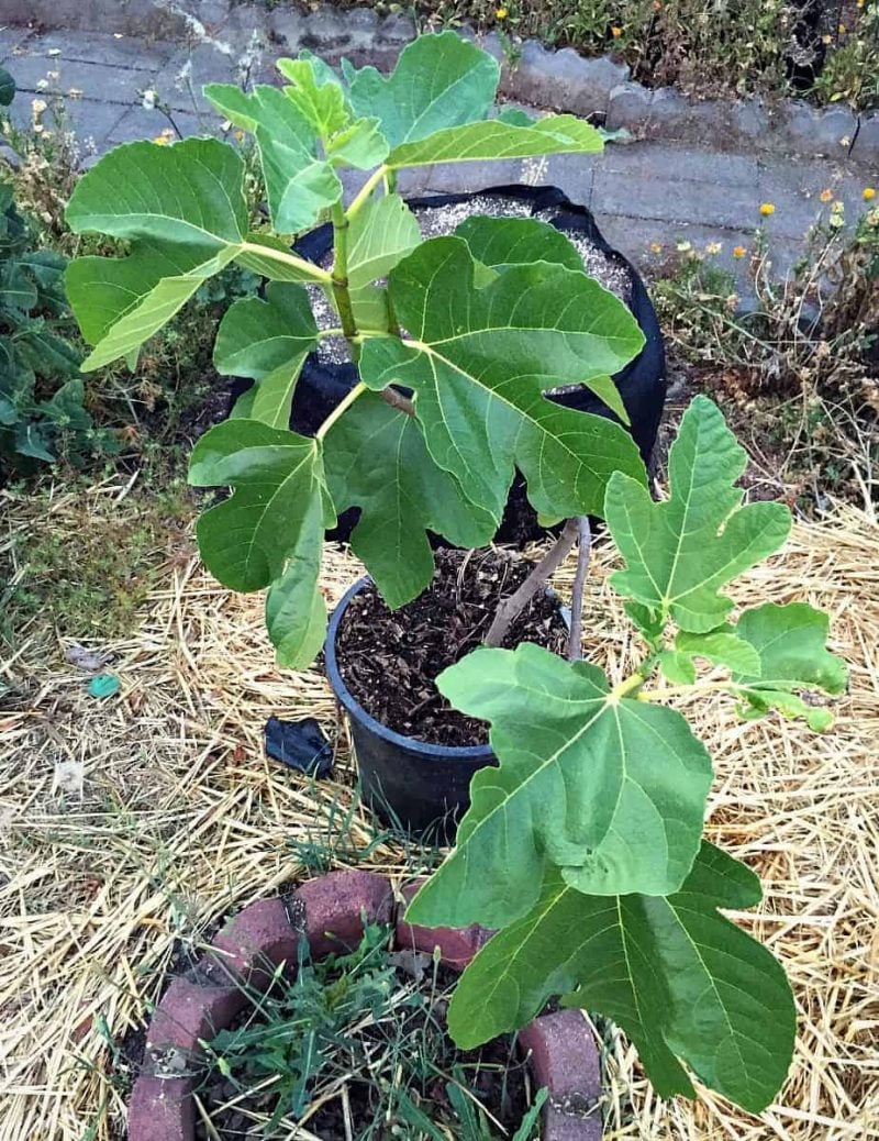 fig tree in pot