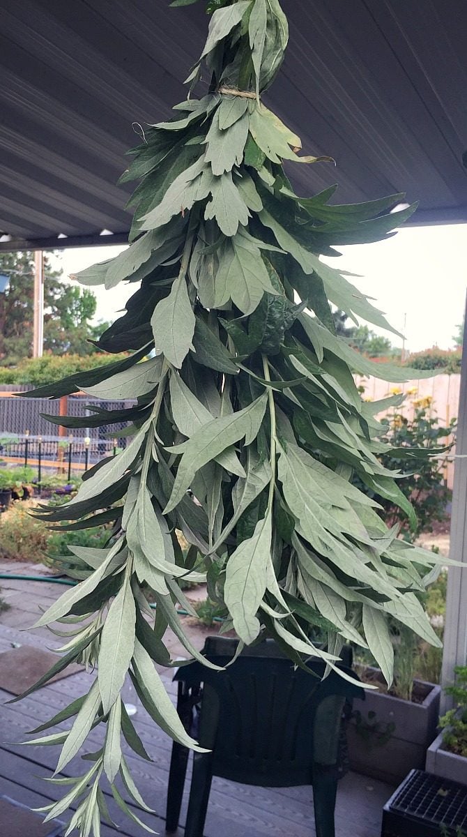 a bunch of mugwort hanging to dry