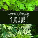 how to forage mugwort