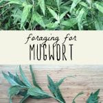 A mugwort plant, and foraged mugwort leaves on a cutting board.