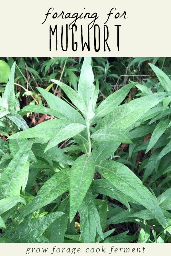 Mugwort is an edible and medicinal plant that has many uses. Foraging for mugwort is easy and fun, and it grows almost everywhere! Learn how to identify and forage for mugwort, plus all of its uses in your herbalism and natural medicine practice. A mugwort plant