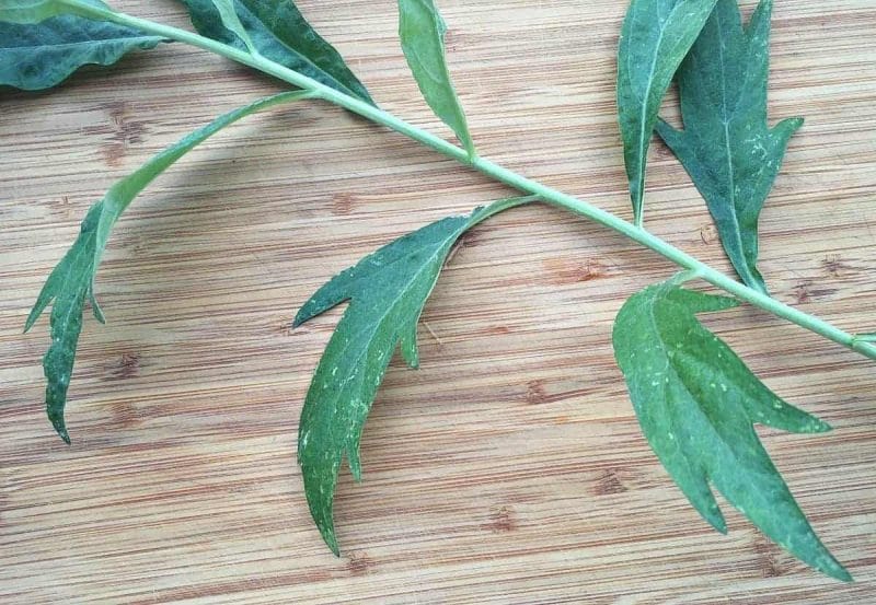 mugwort leaf