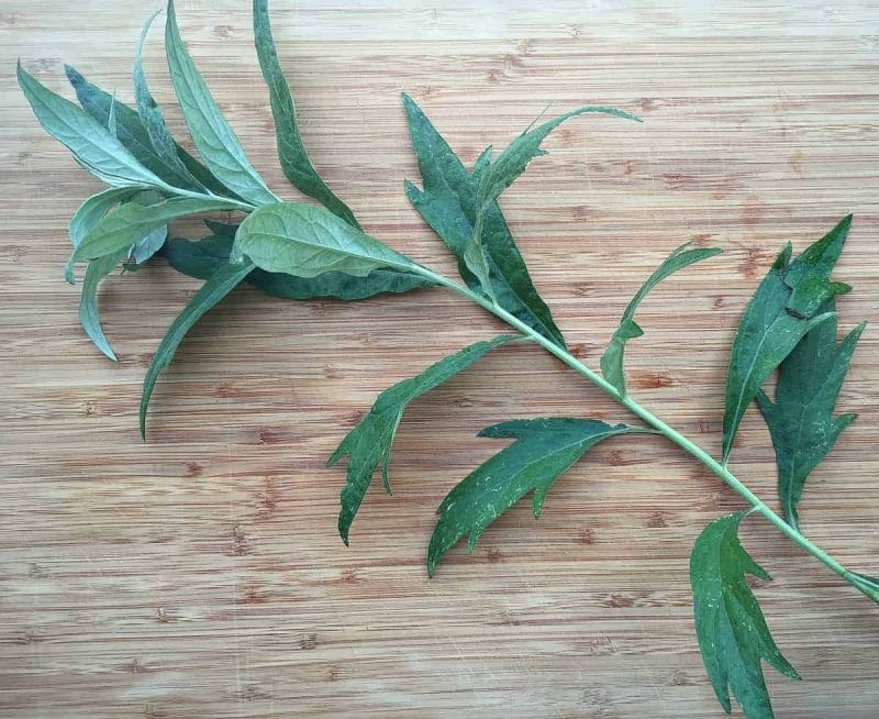 Image of Common mugwort sprig