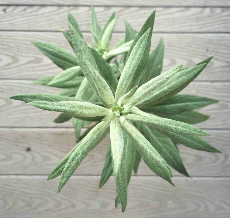 mugwort top