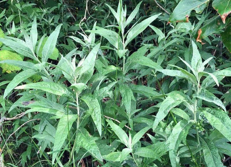 mugwort plants