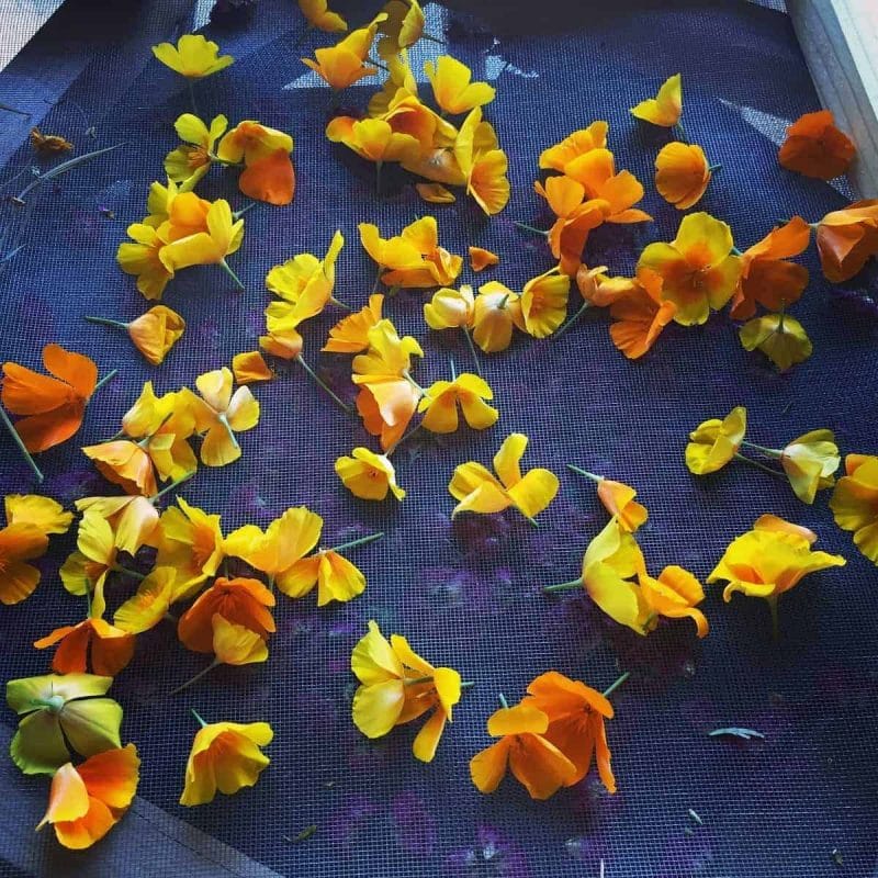 fresh poppies on drying screen