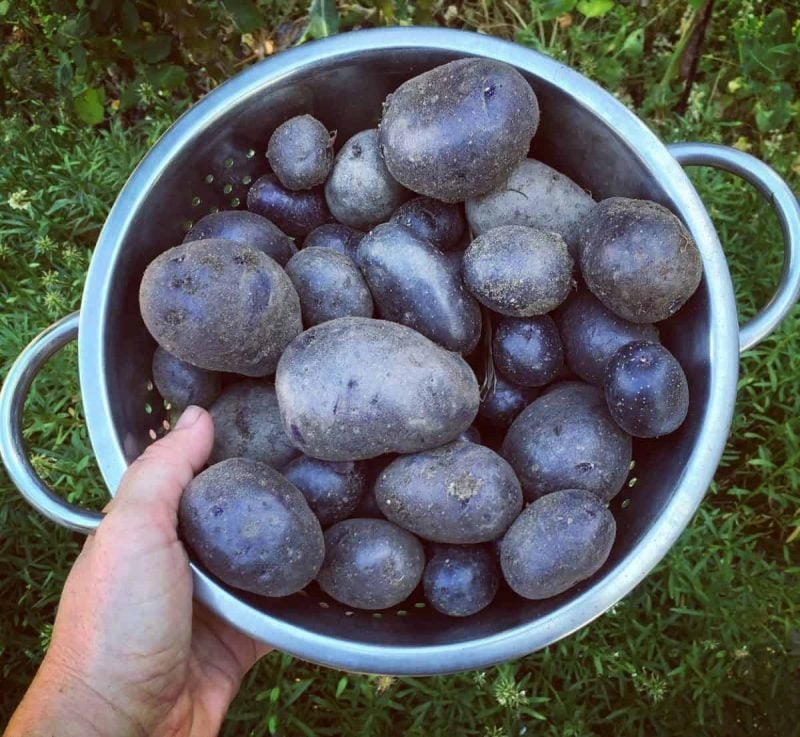 purple potatoes