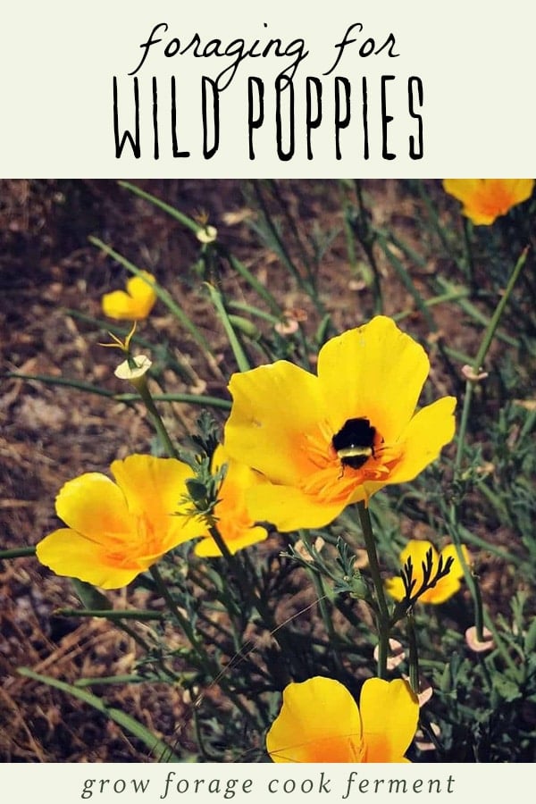 California poppies are a beautiful edible and medicinal wildflower that grows on the west coast. Learn everything you need to know about how to identify and foraging for wild poppies, plus the best ways to use and preserve them. Yellow wild california poppies