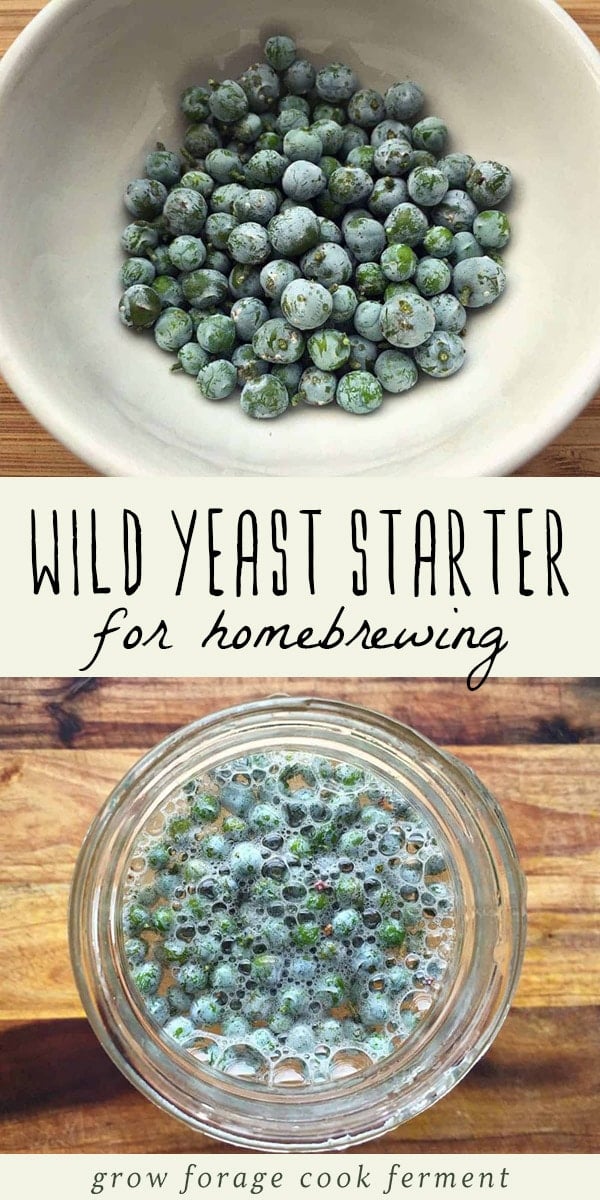 Learn how to make a wild yeast starter for home brewing and natural sodas! This wild yeast starter is made using foraged berries, and couldn't be easier. #yeast #homebrewing #fermented #foraged
