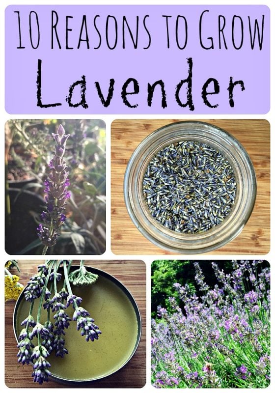 10 Reasons to Grow Lavender