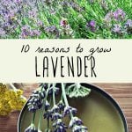 Lavender growing in a garden, and lavender infused oil in a tin.
