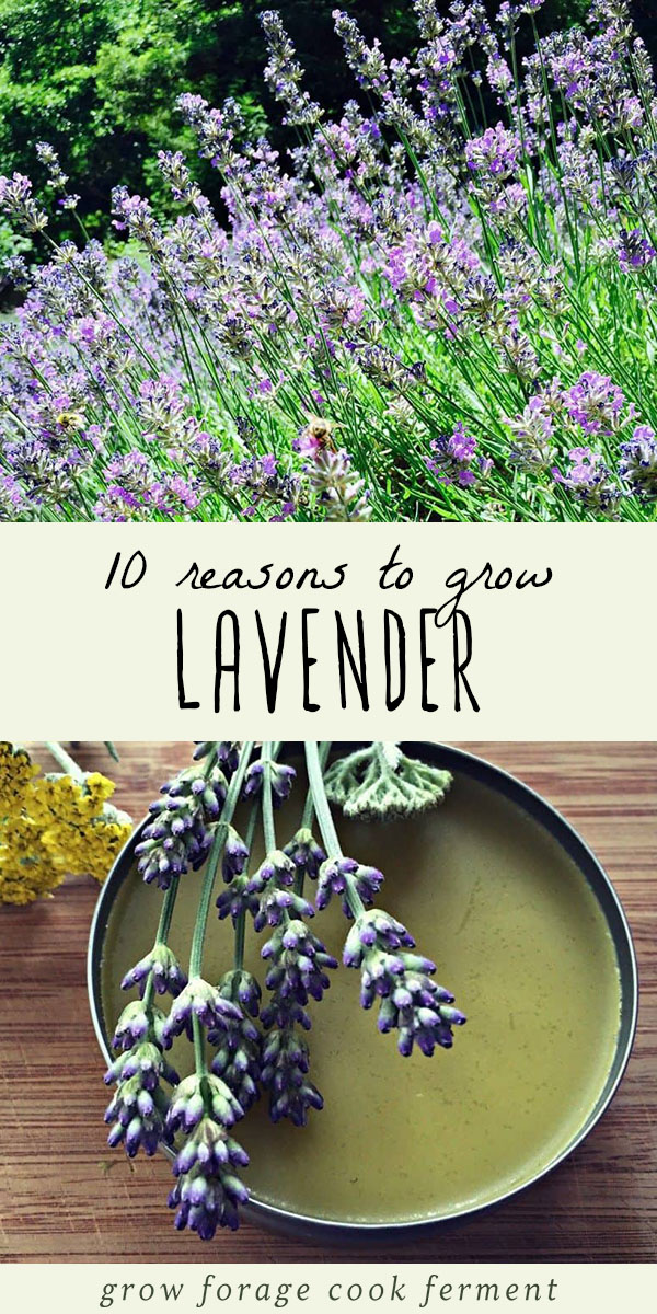 Lavender is a great plant to grow and cultivate. Not only is it beautiful, but it's incredibly useful too! Lavender is both edible and medicinal, as well as easy to grow in containers or in your backyard garden. Here are 10 reasons to grow lavender, and ways to use lavender in your kitchen or your herbalism practice. #lavender #herbalism
