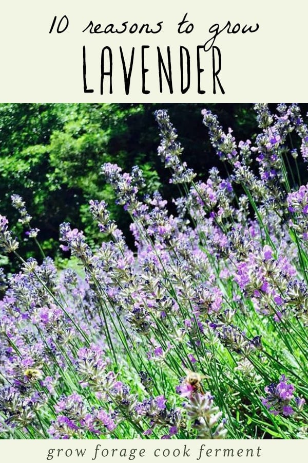 Fresh lavender growing in a garden.