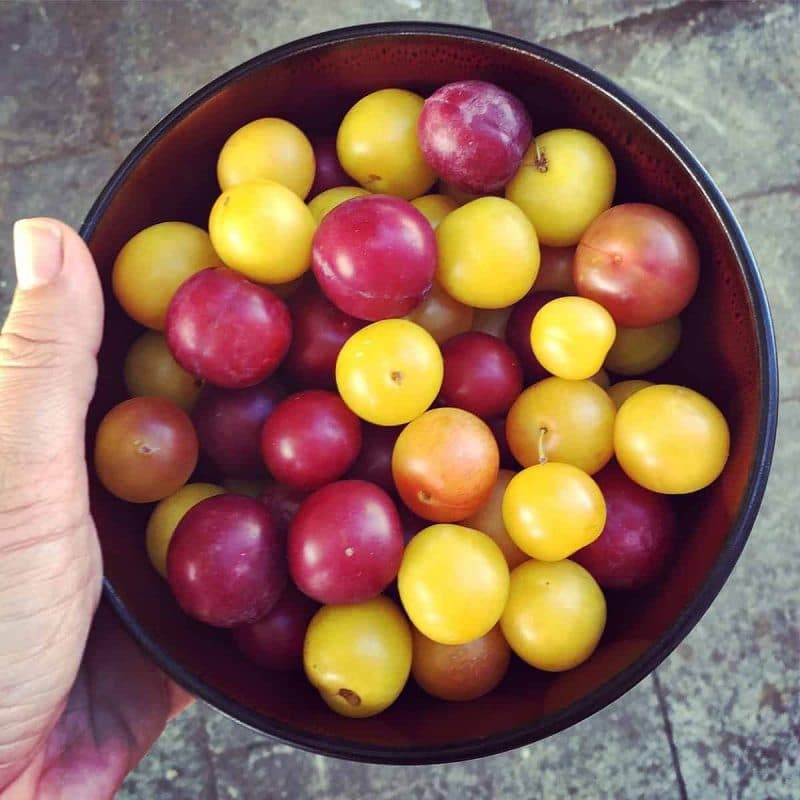 bowl of plums