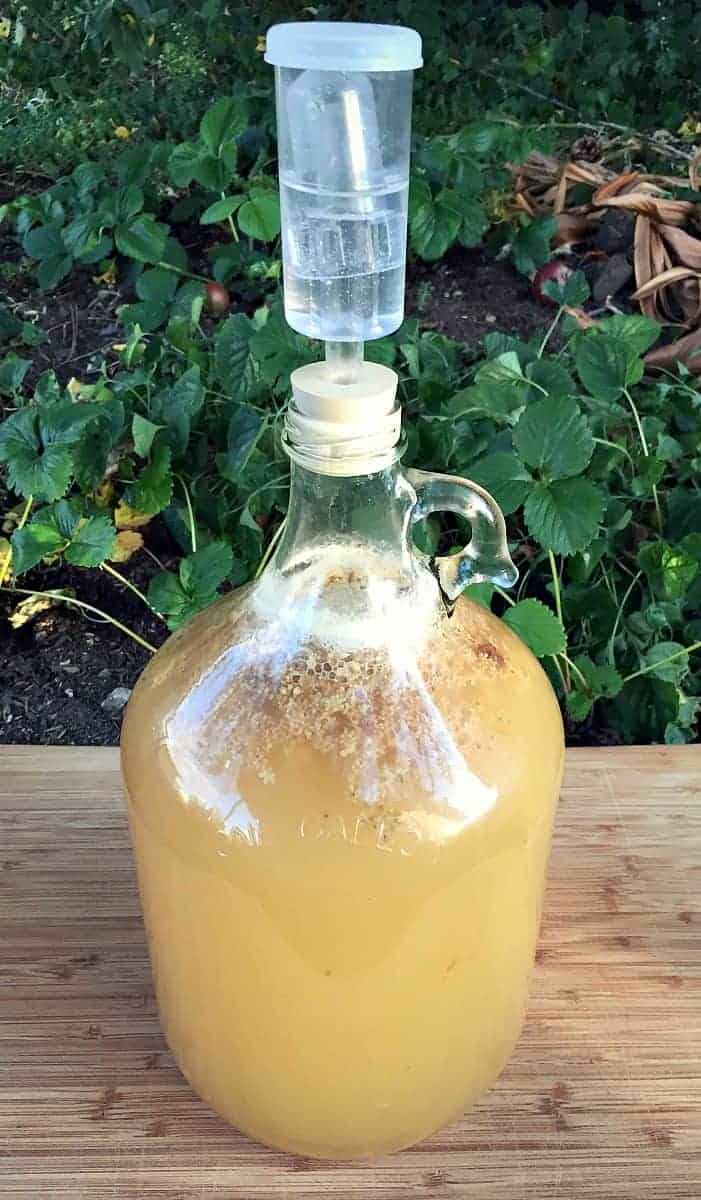 a gallon jug of elderflower mead brewing with an airlock