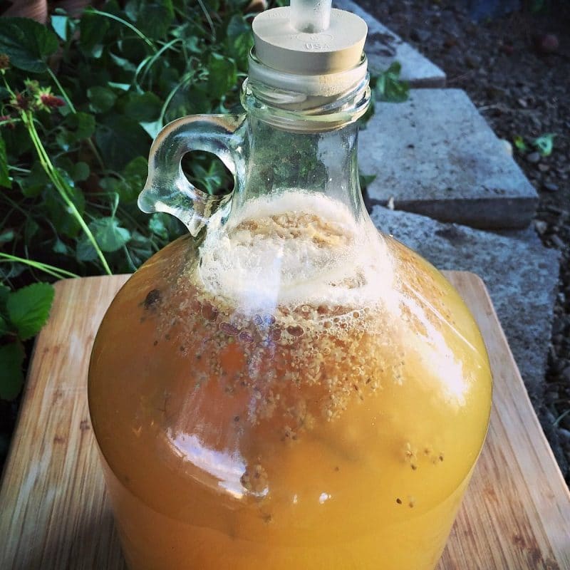 elderflower sparkling mead brewing in a one gallon jug