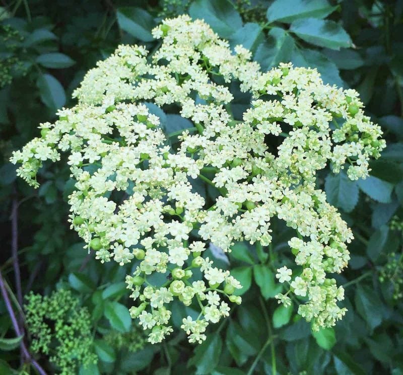 a fresh elderflower