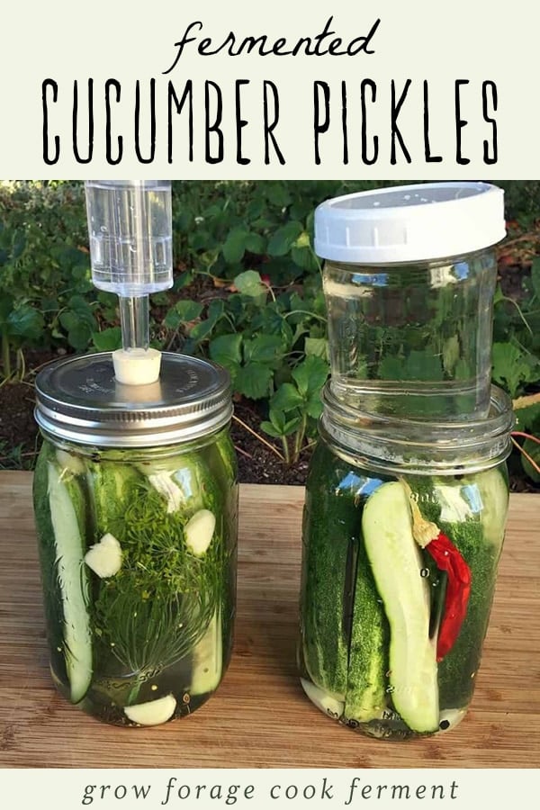Cucumber pickles fermented in jars.
