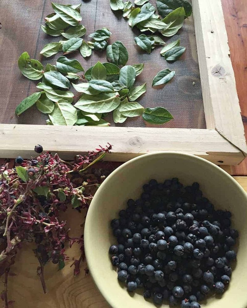 harvesting salal berries and leaves