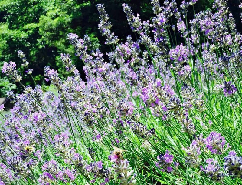 The Benefits Of Planting Lavender In Your Edible Garden