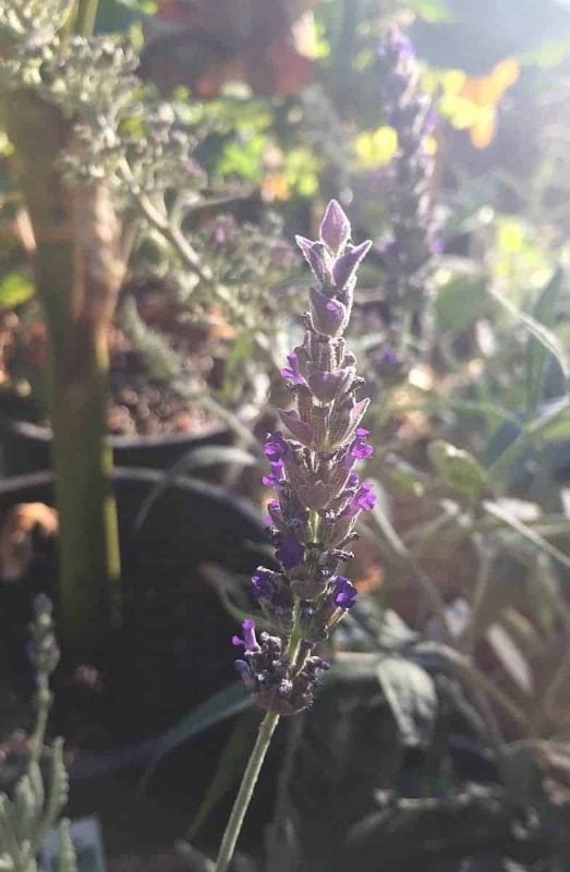 Lavender Plant Care: Growing Amazing Lavender in Your Garden - The Creek  Line House