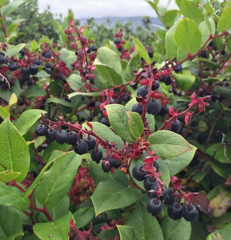 lots of wild salal berries