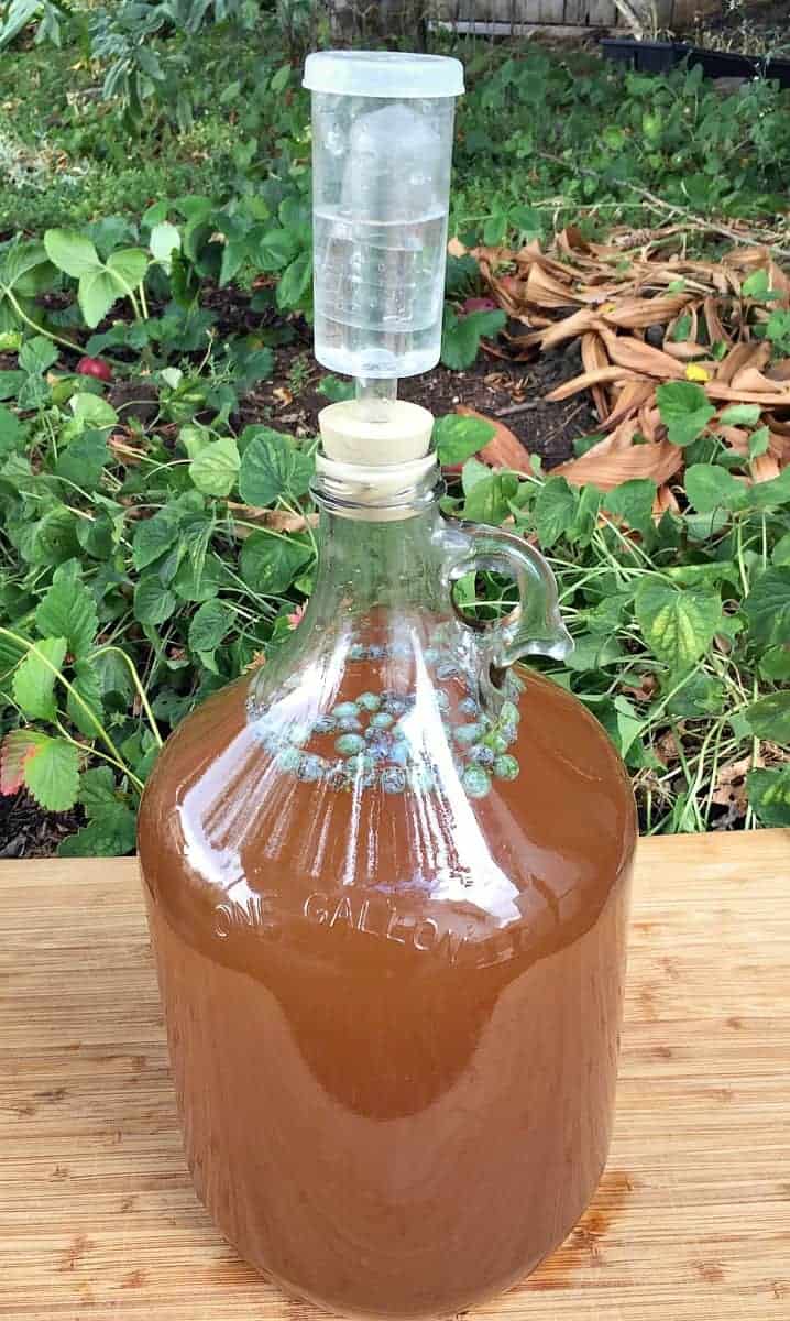 mugwort beer brewing in a jug with an airlock