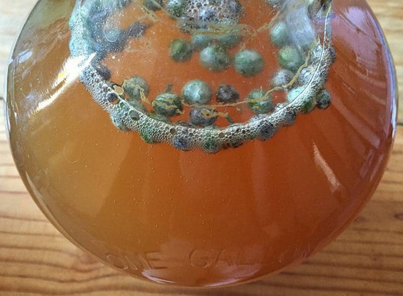 mugwort beer brewing in a jug with bubbles