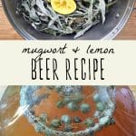 Foraged mugwort and lemon in a pot, and a gallon jug of mugwort lemon beer.