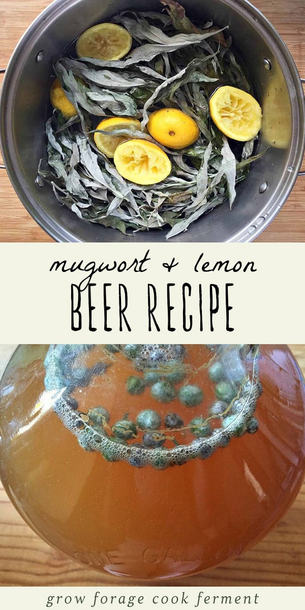 Brew a primitive mugwort lemon brew with foraged ingredients. This home brew is easy to make and so delicious! Mugwort is easy to forage for, smells delicious, and is a great herb to use in a homemade beer recipe. #homebrew #forage